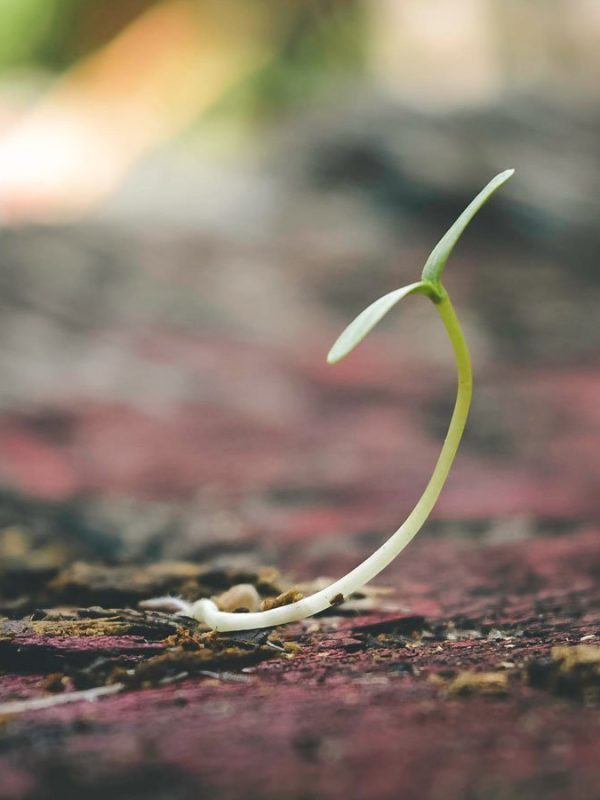 An image of a sprout pushing through the dirt. This symbolizes how therapy in Pasadena, CA provides support for residents of CA. Contact an in person or online therapist in California or search "trauma therapist near me" for more info!